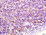 SIRT4 Antibody in Immunohistochemistry (Paraffin) (IHC (P))