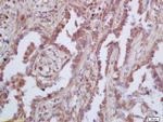 GAS 6 Antibody in Immunohistochemistry (Paraffin) (IHC (P))