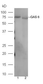 GAS 6 Antibody in Western Blot (WB)