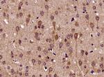 Biglycan Antibody in Immunohistochemistry (Paraffin) (IHC (P))