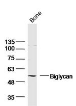 Biglycan Antibody in Western Blot (WB)