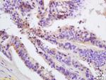 FIS1 Antibody in Immunohistochemistry (Paraffin) (IHC (P))