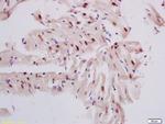 DNase gamma Antibody in Immunohistochemistry (Paraffin) (IHC (P))