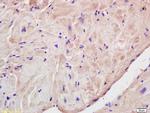 Corin Antibody in Immunohistochemistry (Paraffin) (IHC (P))