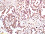 ATP6IP2 Antibody in Immunohistochemistry (Paraffin) (IHC (P))