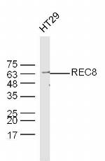 REC8 Antibody in Western Blot (WB)