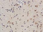 Phospho-REC8 (Ser251) Antibody in Immunohistochemistry (Paraffin) (IHC (P))