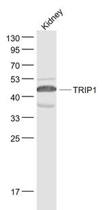 TRIP1 Antibody in Western Blot (WB)