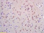 CDC45L Antibody in Immunohistochemistry (Paraffin) (IHC (P))