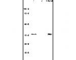 Bub3 Antibody in Western Blot (WB)