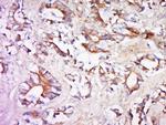 SIPA1L2 Antibody in Immunohistochemistry (Paraffin) (IHC (P))