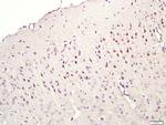 CNIH2/3 Antibody in Immunohistochemistry (Paraffin) (IHC (P))