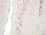 CNIH2/3 Antibody in Immunohistochemistry (Paraffin) (IHC (P))