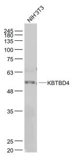 KBTBD4 Antibody in Western Blot (WB)