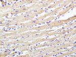 CABC1 Antibody in Immunohistochemistry (Paraffin) (IHC (P))