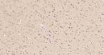 Peroxiredoxin 2 Antibody in Immunohistochemistry (Paraffin) (IHC (P))