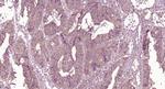 Properdin Antibody in Immunohistochemistry (Paraffin) (IHC (P))