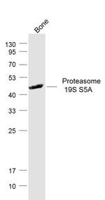 Proteasome 19S S5A Antibody in Western Blot (WB)