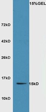 SRXN1 Antibody in Western Blot (WB)