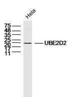 UBE2D2 Antibody in Western Blot (WB)