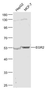 EGR2 Antibody in Western Blot (WB)