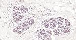 Galectin 12 Antibody in Immunohistochemistry (Paraffin) (IHC (P))