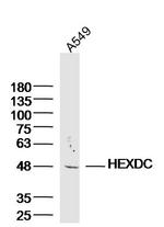 HEXDC Antibody in Western Blot (WB)