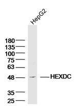 HEXDC Antibody in Western Blot (WB)