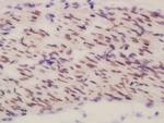 BEND3 Antibody in Immunohistochemistry (Paraffin) (IHC (P))