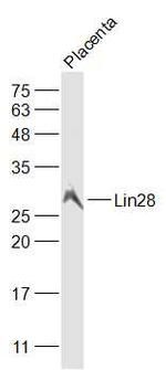 Lin28A/B Antibody in Western Blot (WB)