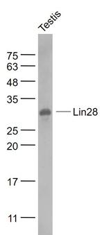 Lin28A/B Antibody in Western Blot (WB)