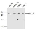 FNDC5 Antibody in Western Blot (WB)