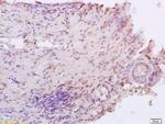 XRCC4 Antibody in Immunohistochemistry (Paraffin) (IHC (P))