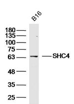 SHC4 Antibody in Western Blot (WB)