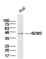 BZW2 Antibody in Western Blot (WB)