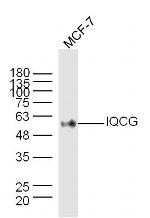 IQCG Antibody in Western Blot (WB)