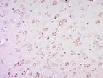 PAS1C1 Antibody in Immunohistochemistry (Paraffin) (IHC (P))