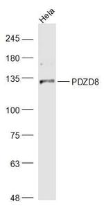 PDZD8 Antibody in Western Blot (WB)