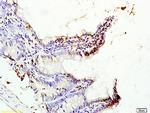 CDX2/3 Antibody in Immunohistochemistry (Paraffin) (IHC (P))