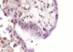 CDX2/3 Antibody in Immunohistochemistry (Paraffin) (IHC (P))