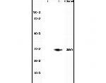 CDX2/3 Antibody in Western Blot (WB)