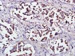 RNF138 Antibody in Immunohistochemistry (Paraffin) (IHC (P))