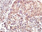 RNF169 Antibody in Immunohistochemistry (Paraffin) (IHC (P))