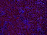 MUL1 Antibody in Immunohistochemistry (Paraffin) (IHC (P))