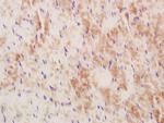 MUL1 Antibody in Immunohistochemistry (Paraffin) (IHC (P))