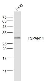 TSPAN14 Antibody in Western Blot (WB)