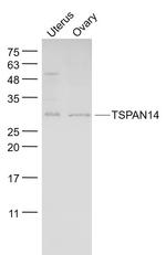 TSPAN14 Antibody in Western Blot (WB)