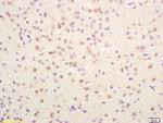 AMPK gamma 1/2/3 Antibody in Immunohistochemistry (Paraffin) (IHC (P))