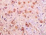 LAGY Antibody in Immunohistochemistry (Paraffin) (IHC (P))