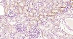 Kininogen-1 light chain Antibody in Immunohistochemistry (Paraffin) (IHC (P))